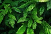 四季常青，探索绿叶植物的独特之美