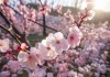 梅花盛放时，探寻四季梅花花期之美