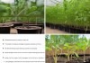 百香果扦插苗发芽迟缓原因解析与对策