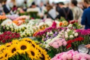 揭秘鲜花批发，市场行情解析与选购攻略