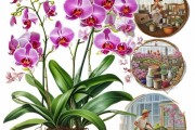 君子兰开花施肥攻略，开花期施肥技巧及方法详解