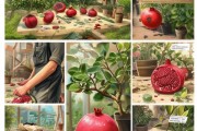 石榴冬季扦插最佳时机与详细操作手册