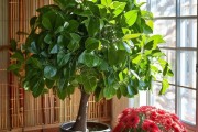 家居与植物选择，东南台养财树适宜性分析