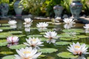 水仙花养护秘籍，花开持久，美丽绽放