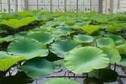 水培一叶莲养护秘籍，全方位百科指南