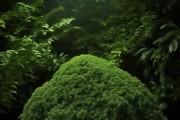 古典绿韵，万年青盆景植物图片赏析