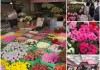 昆朋斗南鲜花批发，品质与兼顾的选购指南