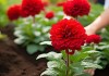 花卉养护攻略，一品红花高效施肥法，促进植物健壮成长