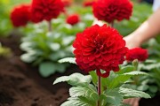 花卉养护攻略，一品红花高效施肥法，促进植物健壮成长