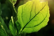 自然之美探秘，桂花树叶植物图片深度解析
