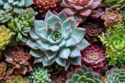 多肉植物美学盛宴，家居绿植新宠，打造个性生态空间