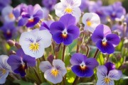 三色堇短暂花期揭秘，几天绽放，醉美瞬间