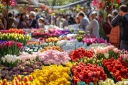 春季花卉市场鲜花波动及选购攻略