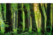 万年青家族，种类繁多的植物画卷