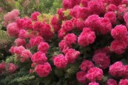 蟹爪兰开花肥选攻略，助力花朵灿烂绽放