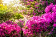 三角梅盛放季，南方赏花之旅的美好时光
