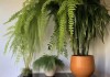 客厅东南角植物搭配美学指南