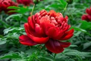 植物生长绿色，揭秘一品红花花期调控奥秘