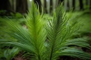 揭秘两面针，神秘植物图鉴与自然美学赏析