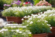 养植满天星，打造繁花花园的养护秘籍