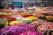 滁州鲜花批发市场，繁荣之下新机遇待挖掘