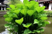 江南水乡的绿色瑰宝，万年青植物图鉴