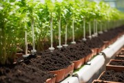 土壤养花新尝试，营养液滴灌的可行性与注意事项揭秘