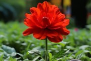 一花独放，红花施肥全攻略，掌握时机助花期绽放