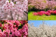 春季赏花攻略，探索三月花期四大迷人花卉