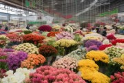 常熟鲜花批发市场，供需波动中的趋势解析