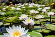 水仙花土培花期全解析，美丽绽放的秘密与养护指南