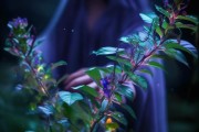 神秘使者，探人掌般植物的天然魅力