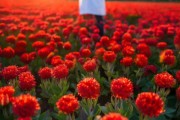 掌控花期，绽放精彩——一品红花调控指南