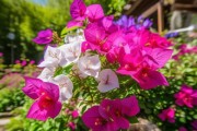 三角梅开花期养护秘籍，持久绽放美丽指南