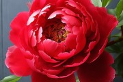掌控一品红花盛花期，点缀家居美学新篇章