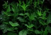阴植物图鉴，绿意盎然，避湿而生