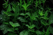 阴植物图鉴，绿意盎然，避湿而生