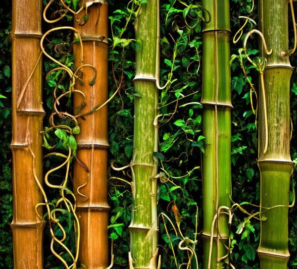 自然画卷，茎的奇观——植物茎干图片赏析之旅,自然画卷，茎的奇观——植物茎干图片赏析之旅,药用价值,自然之美,第1张