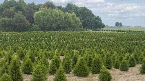 苗木种植户提升利润空间的关键策略