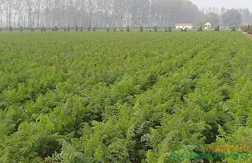 苗木销售季到来，你准备好了吗？