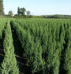 佛甲草、垂盆草与望都塔桧 苗木市场的新兴力量与采购指南
